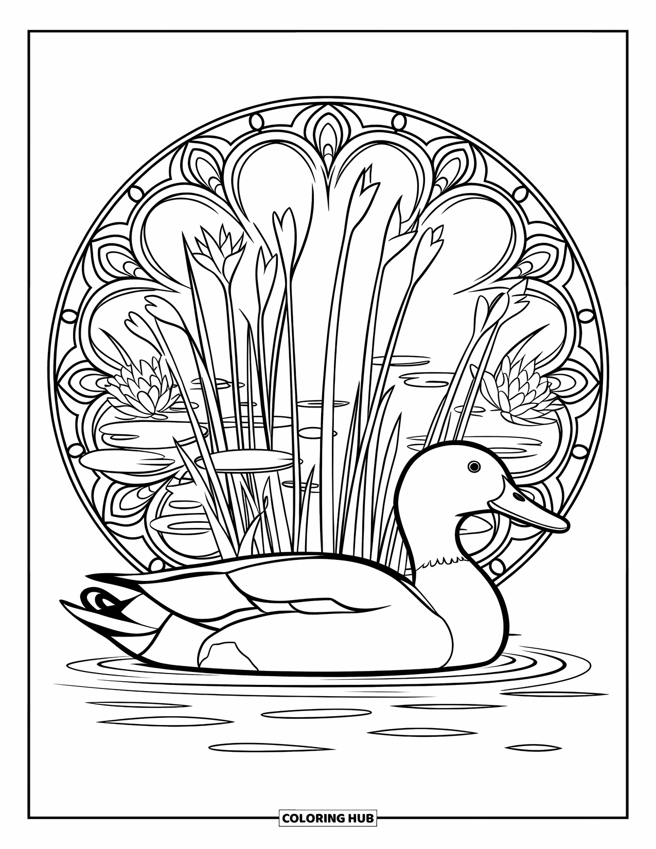 Mallard Duck Coloring Page for Adults: Mallard gliding on calm water inside a mandala of reeds and lilies