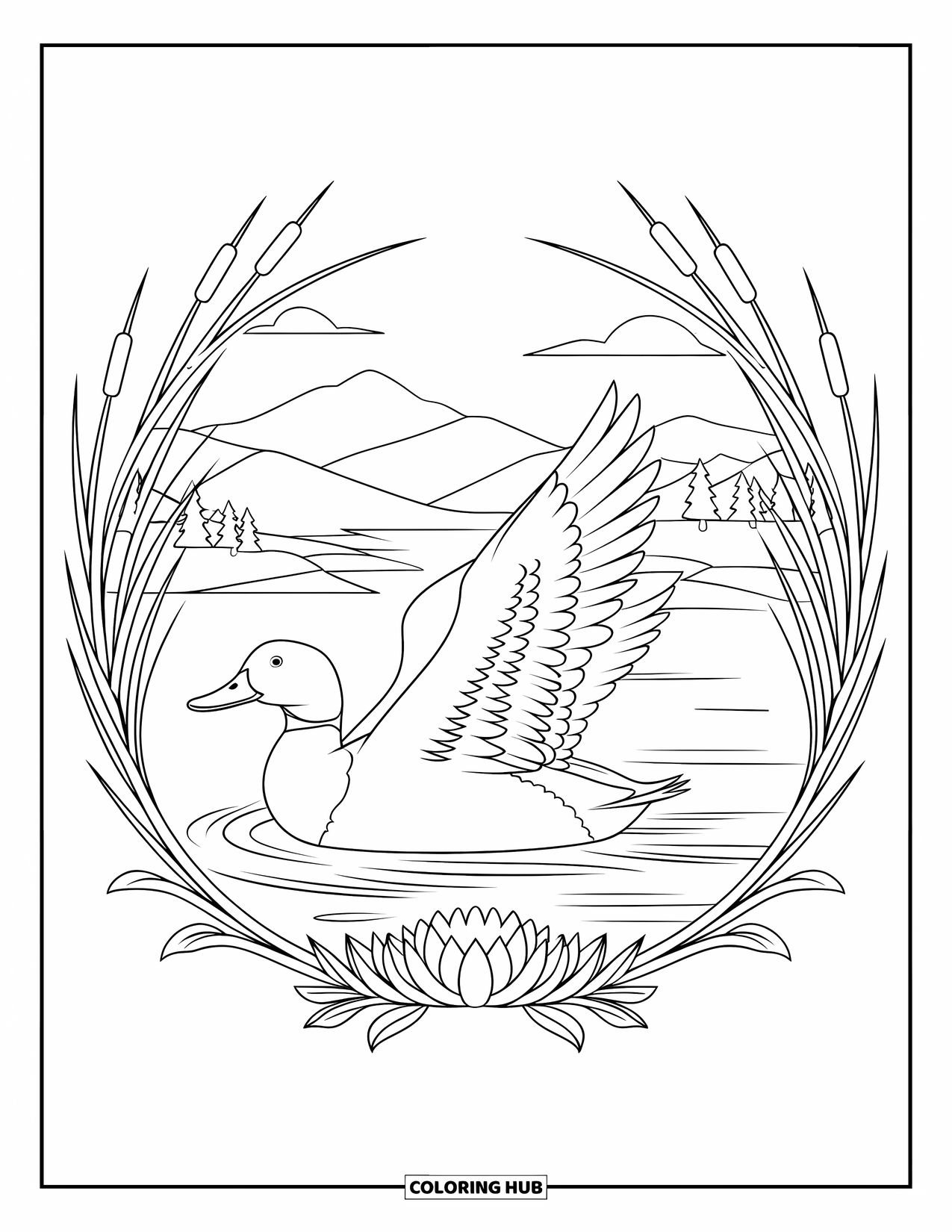 Mallard Duck Coloring Page for Adults: Mallard gliding on water framed by a mandala of reeds and lilies
