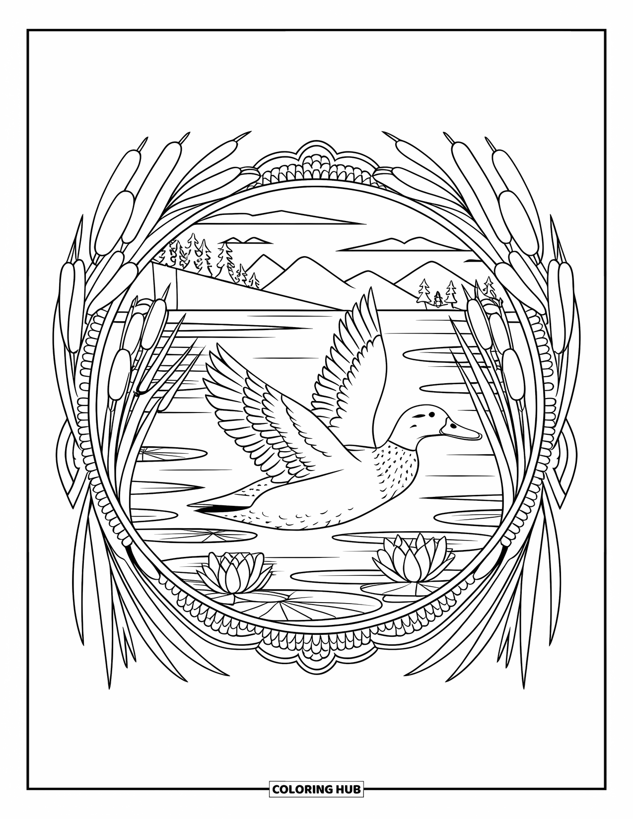 Mallard Duck Coloring Page for Adults: Mallard gliding on water within a circular mandala of reeds and lilies