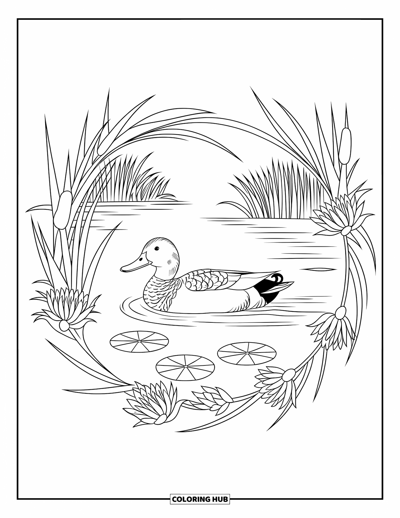 Mallard Duck Coloring Page for Adults: Mallard gliding with a circular mandala of reeds and lilies