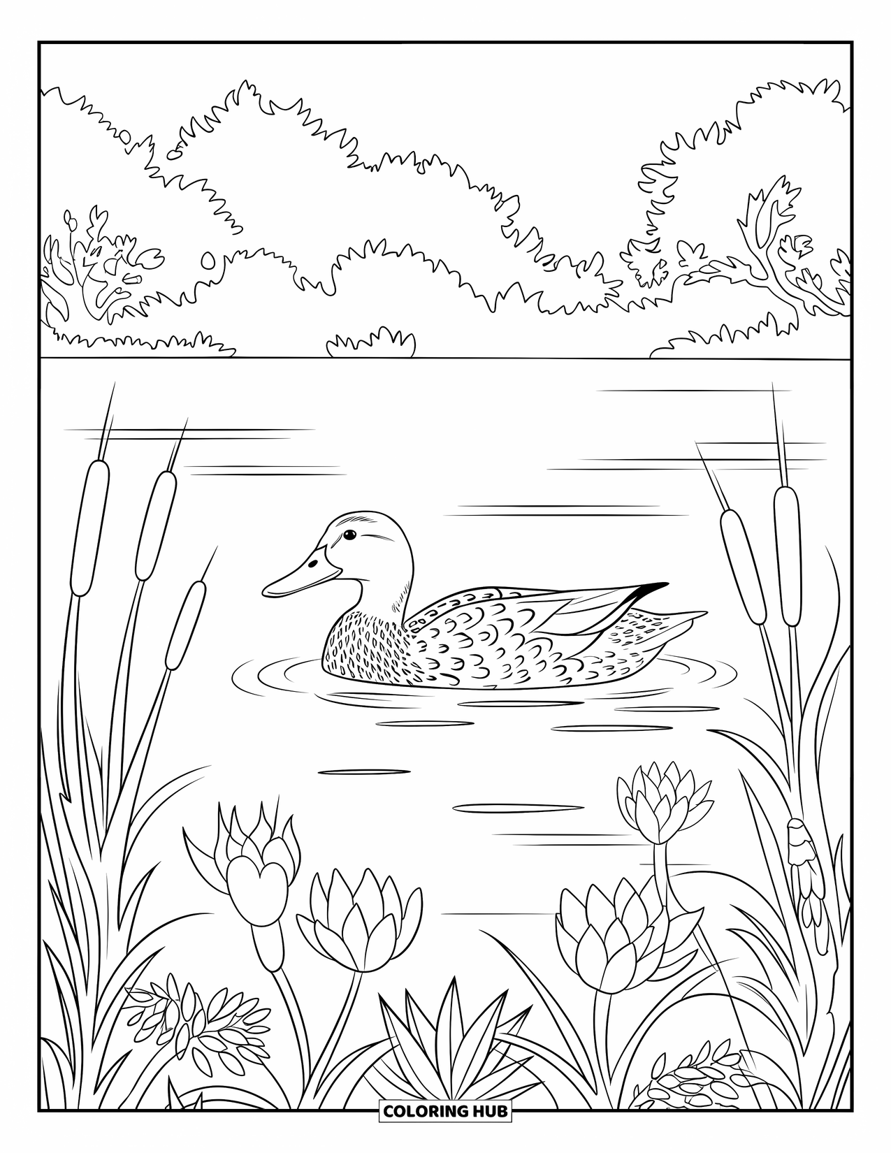 Mallard Duck Coloring Page for Adults: Mallard in water surrounded by a mandala of cattails and lilies