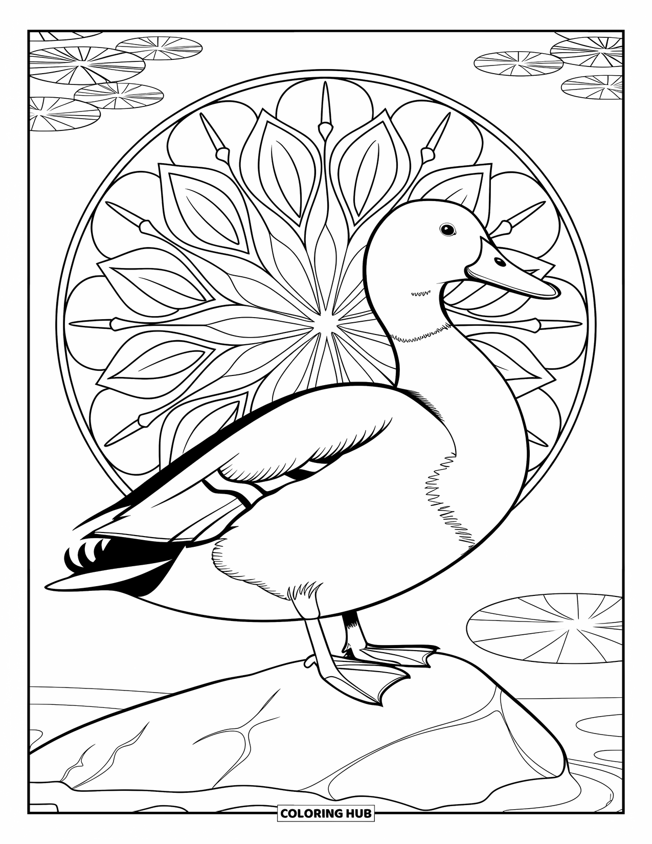 Mallard Duck Coloring Page for Adults: Mallard standing on a rock with a mandala of pond ripples and leaves