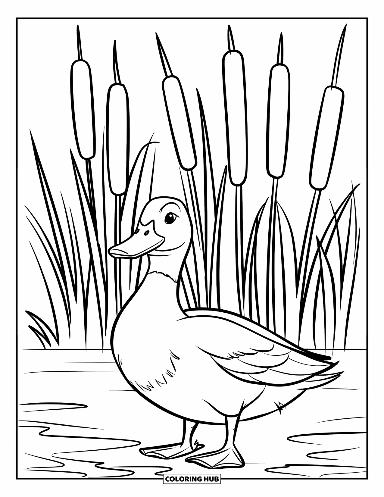 Mallard Duck Coloring Page for Kids: Mallard duck beside cattails near calm water