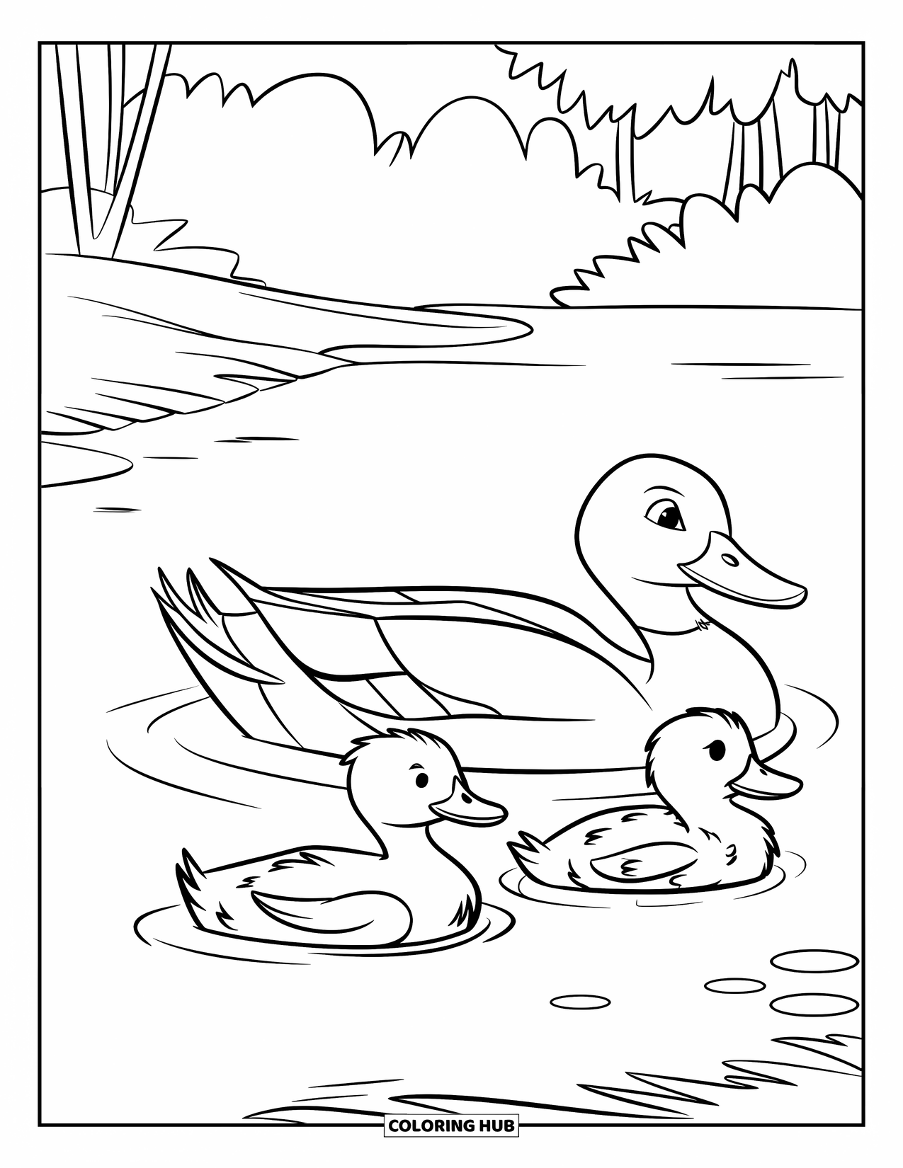 Mallard Duck Coloring Page for Kids: Mallard duck family swimming together in a pond