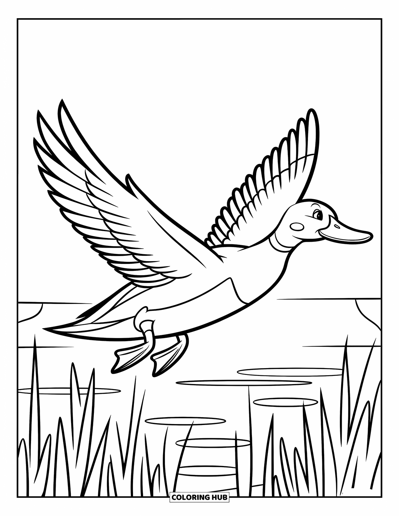 Mallard Duck Coloring Page for Kids: Mallard duck flying over marshlands with reeds