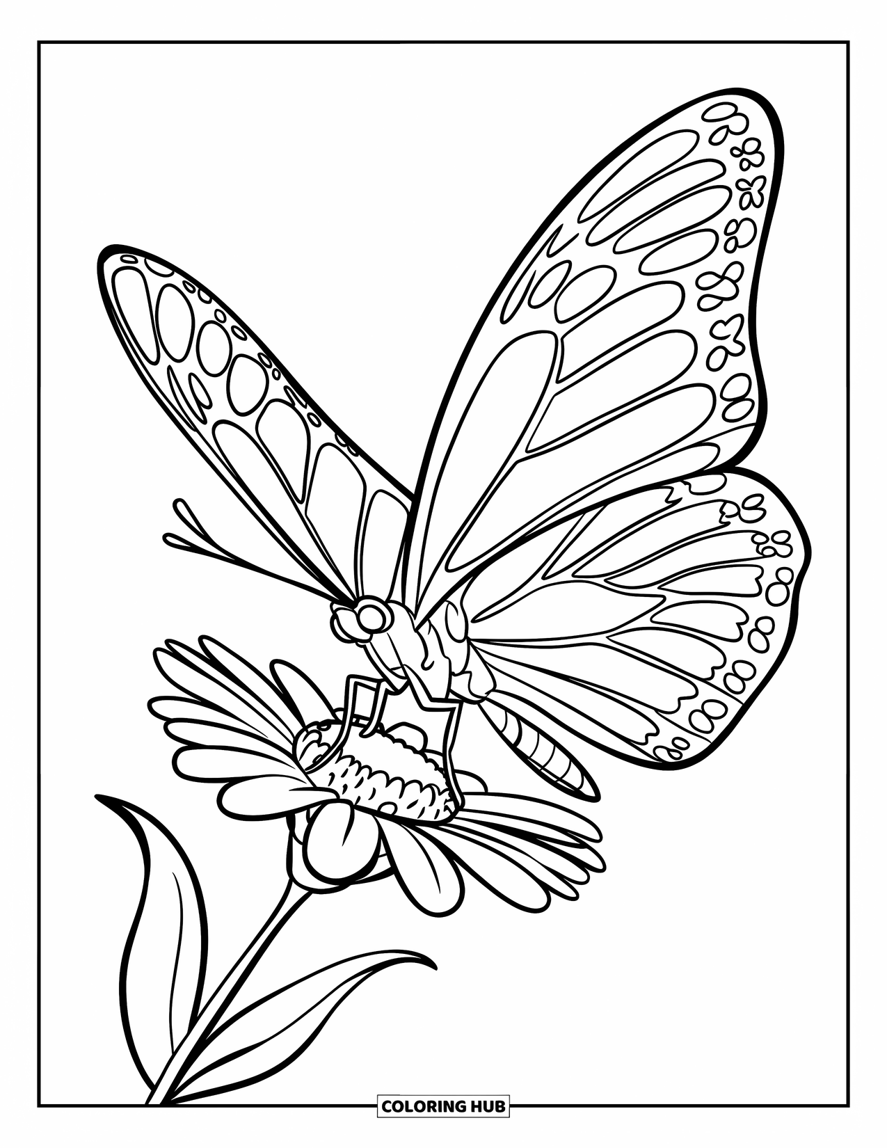 May Coloring Page for Kids: A big butterfly with open wings flies over a spring flower