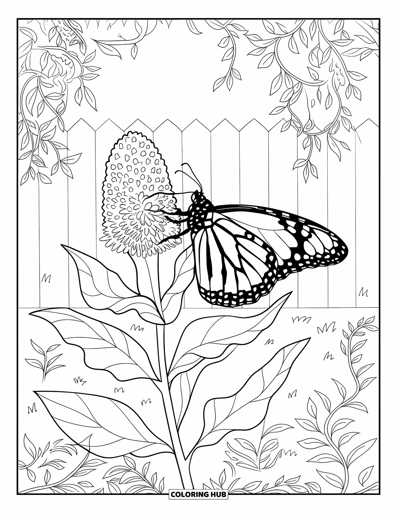 Monarch Butterfly Coloring Page for Adults: A butterfly rests on a milkweed with vines and flowers around it