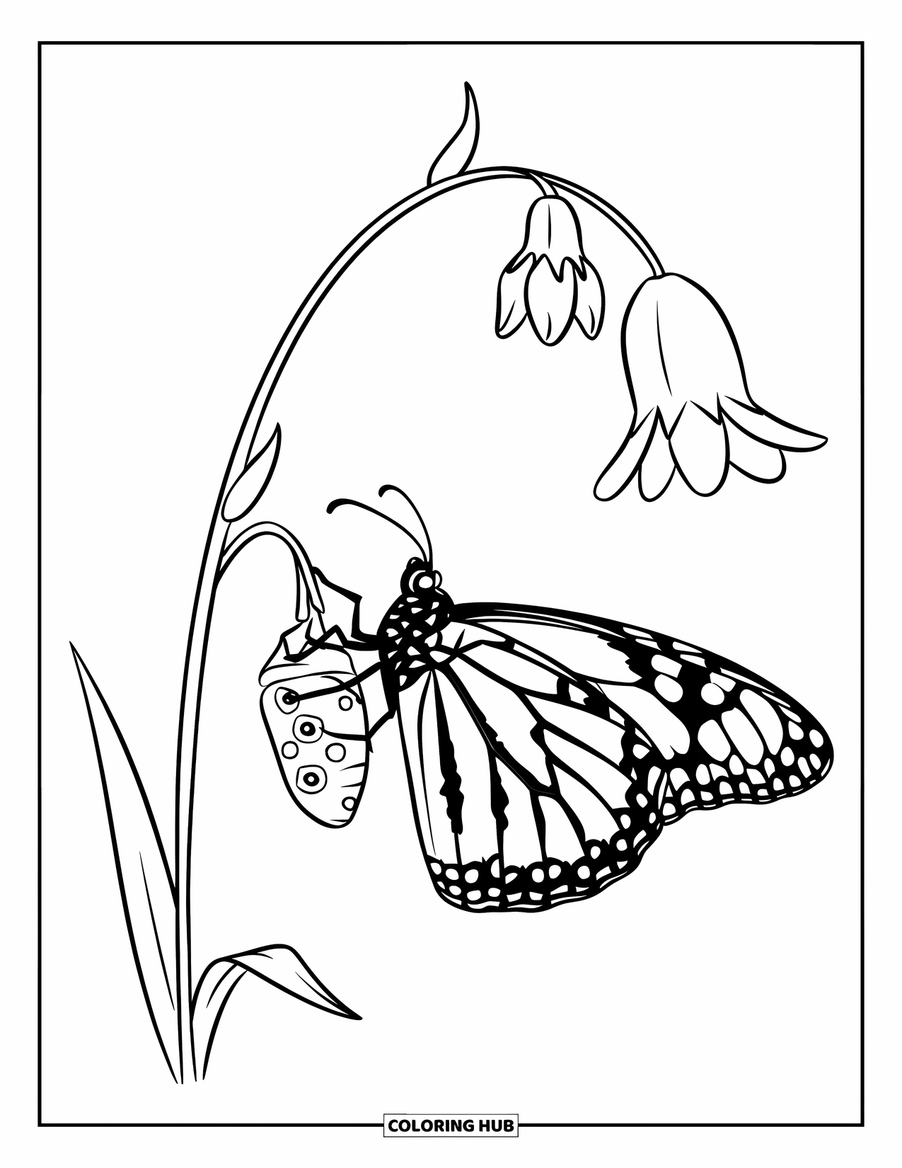 Monarch Butterfly Coloring Page for Kids: A monarch clings to a flowering stalk with a chrysalis just below