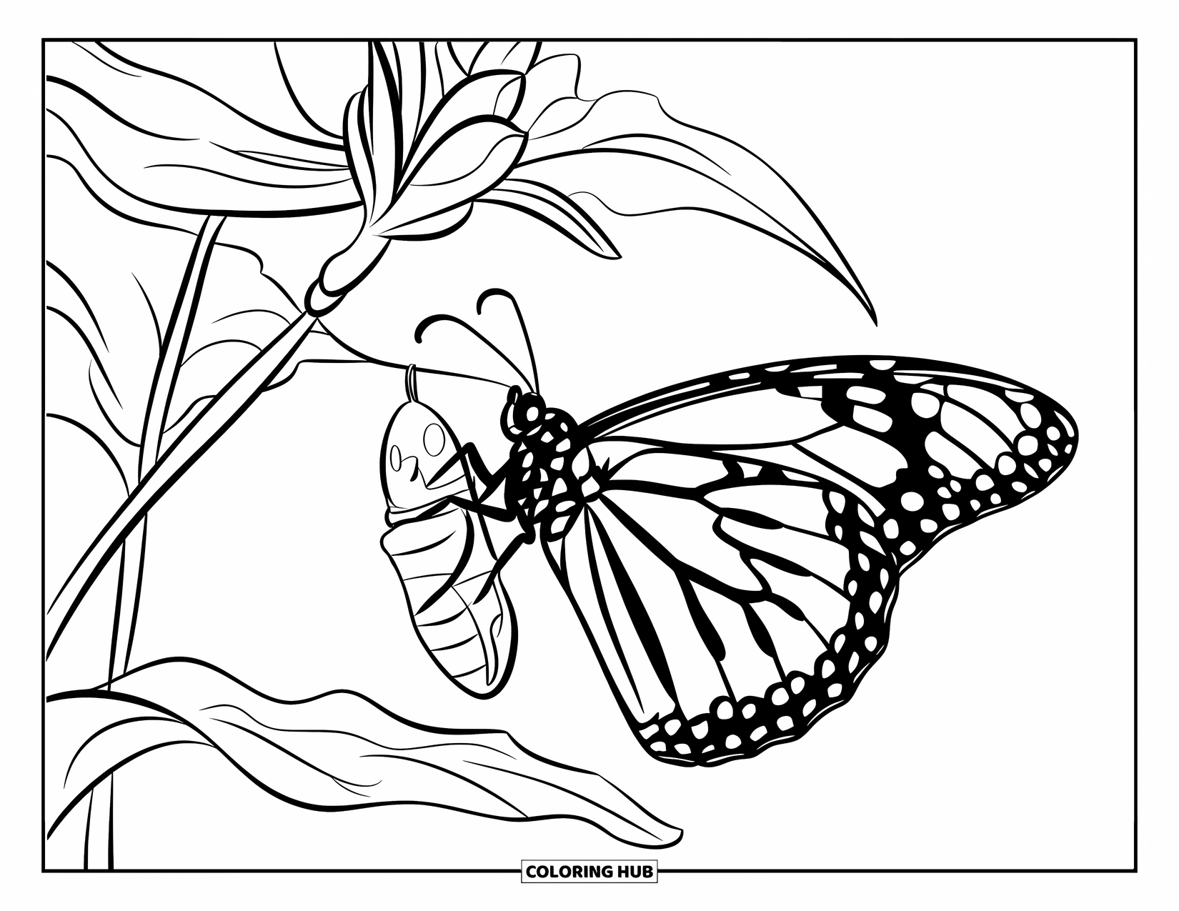 Monarch Butterfly Coloring Page for Kids: A monarch rests near a chrysalis hanging from a milkweed plant