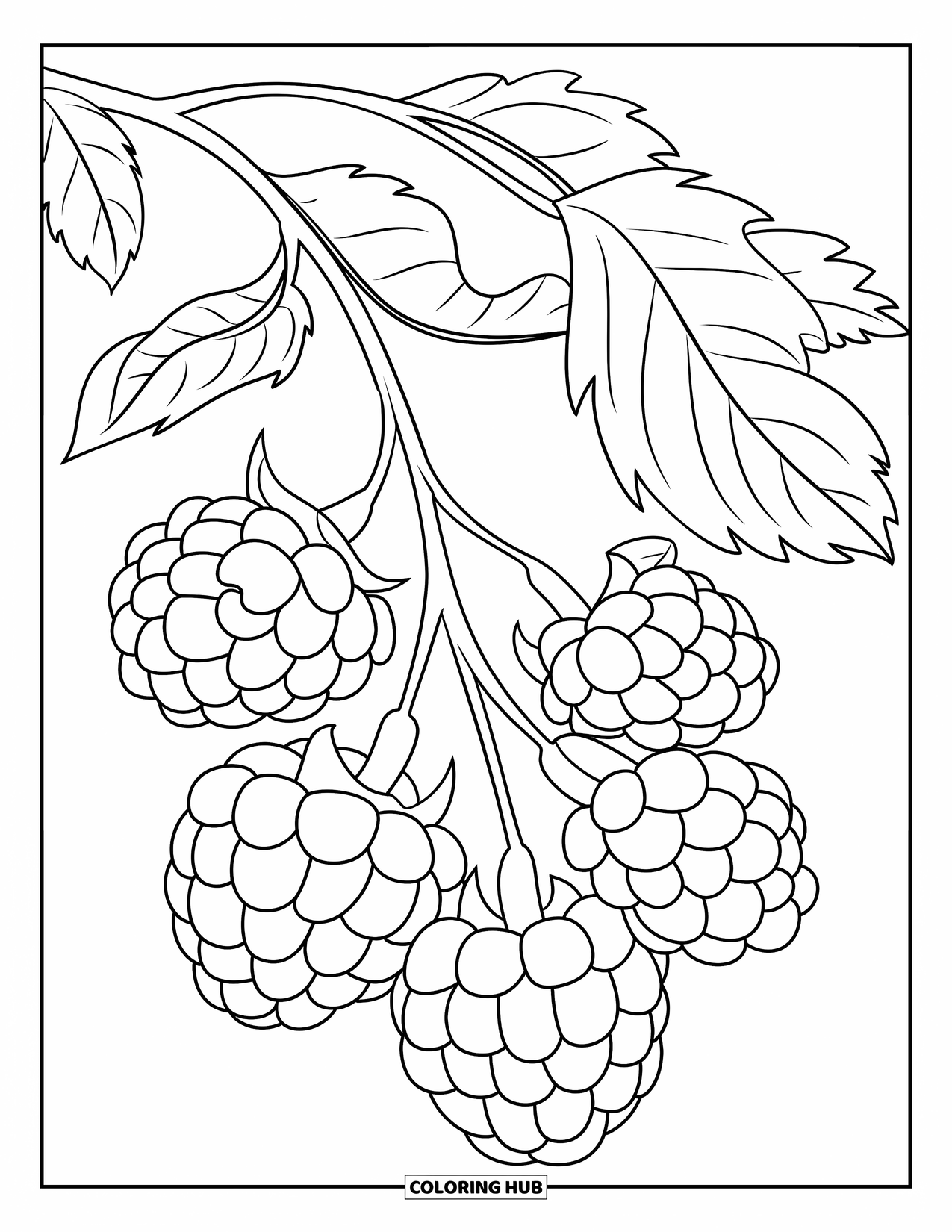 Purple Coloring Page for Kids: Blackberry branch with plump ripe and smaller unripe berries