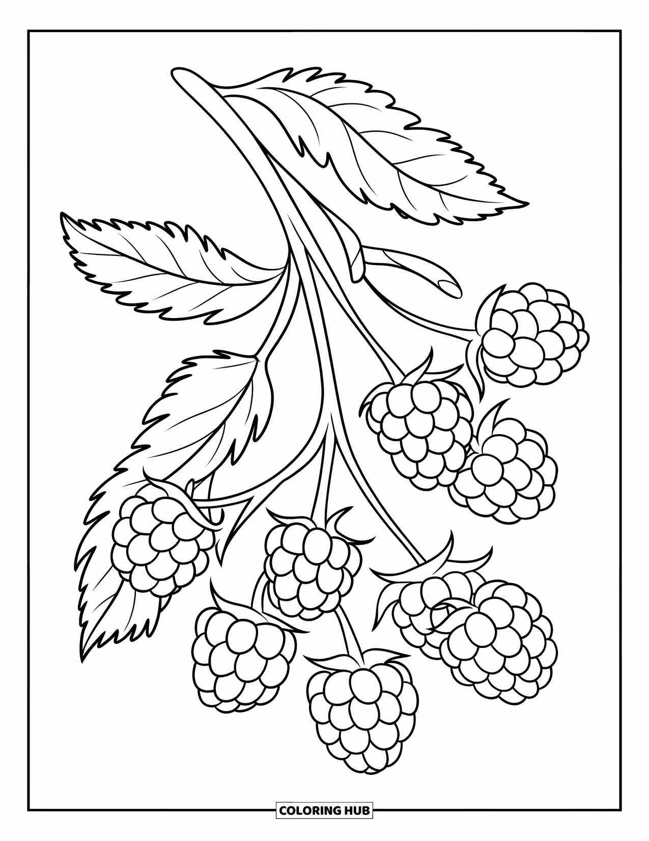 Purple Coloring Page for Kids: Curved blackberry branch with ripe and unripe berries