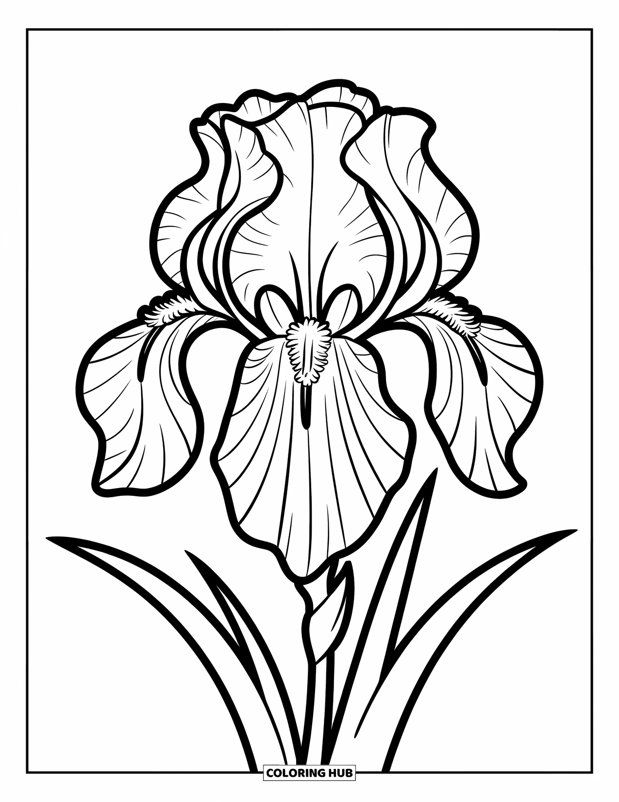 Purple Coloring Page for Kids: Large iris flower with clean outlines and a single leaf