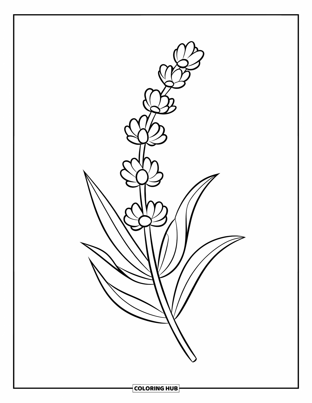 Purple Coloring Page for Kids: Lavender sprig with wide flower clusters and leaves
