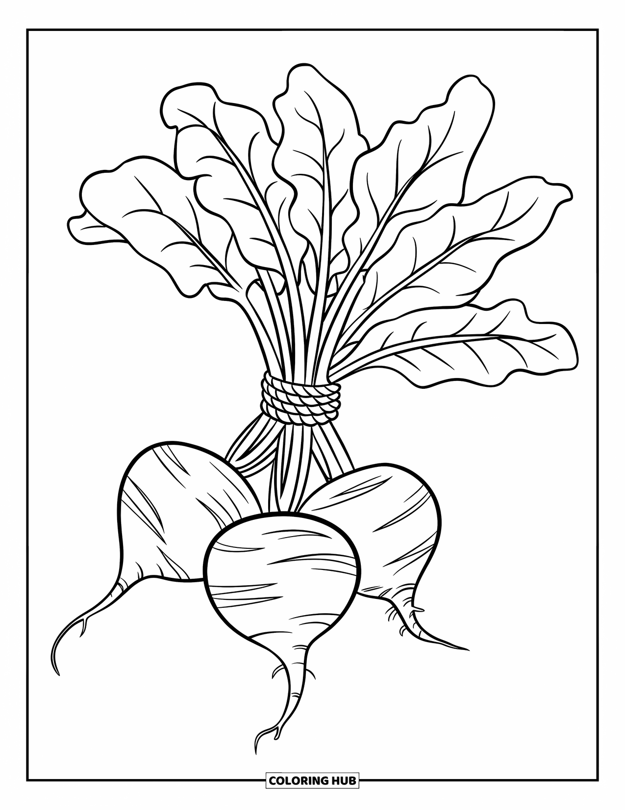 Purple Coloring Page for Kids: Thick rope tied around a large beetroot bundle