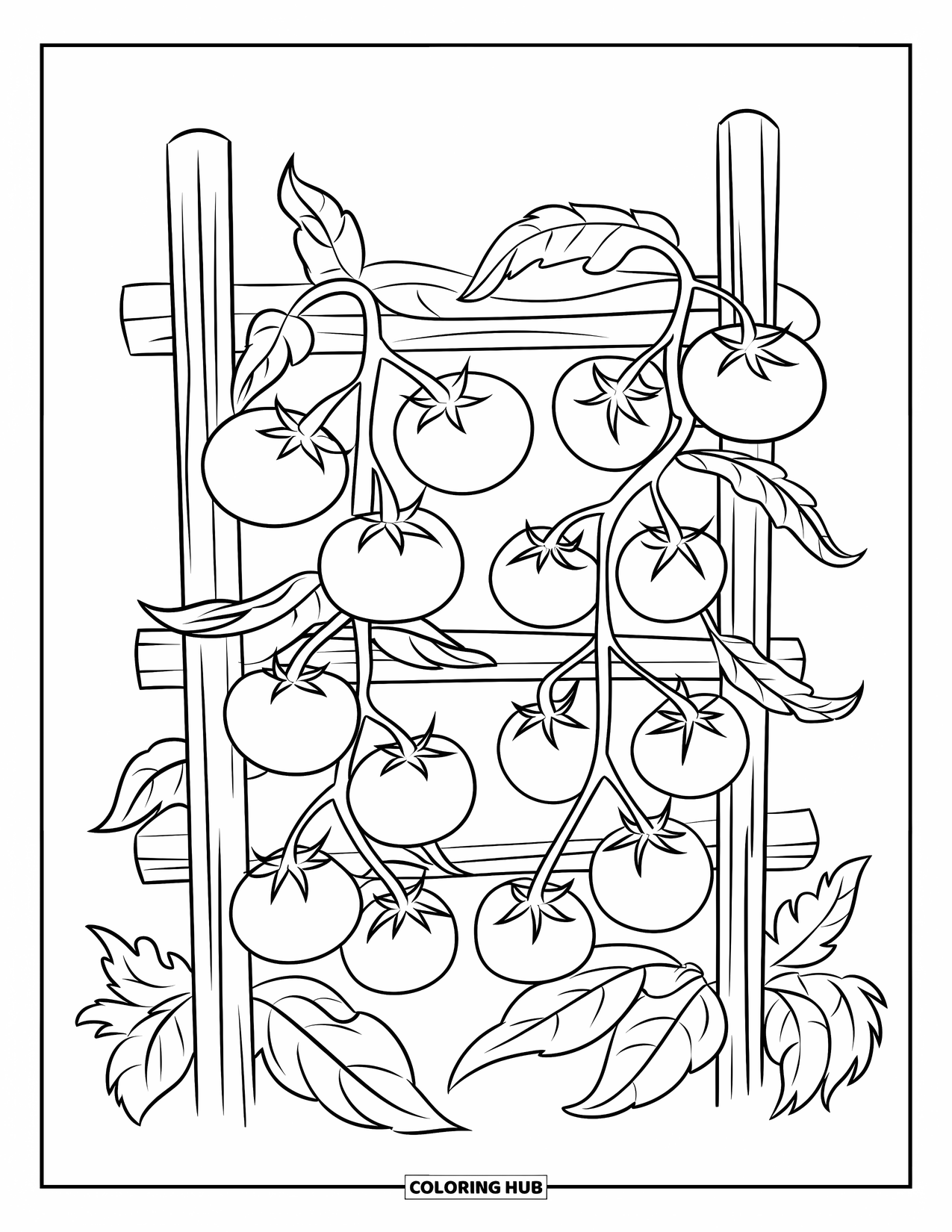 Red Coloring Page for Kids: Tomato vines hang from a trellis above scattered leaves and ripe fruit