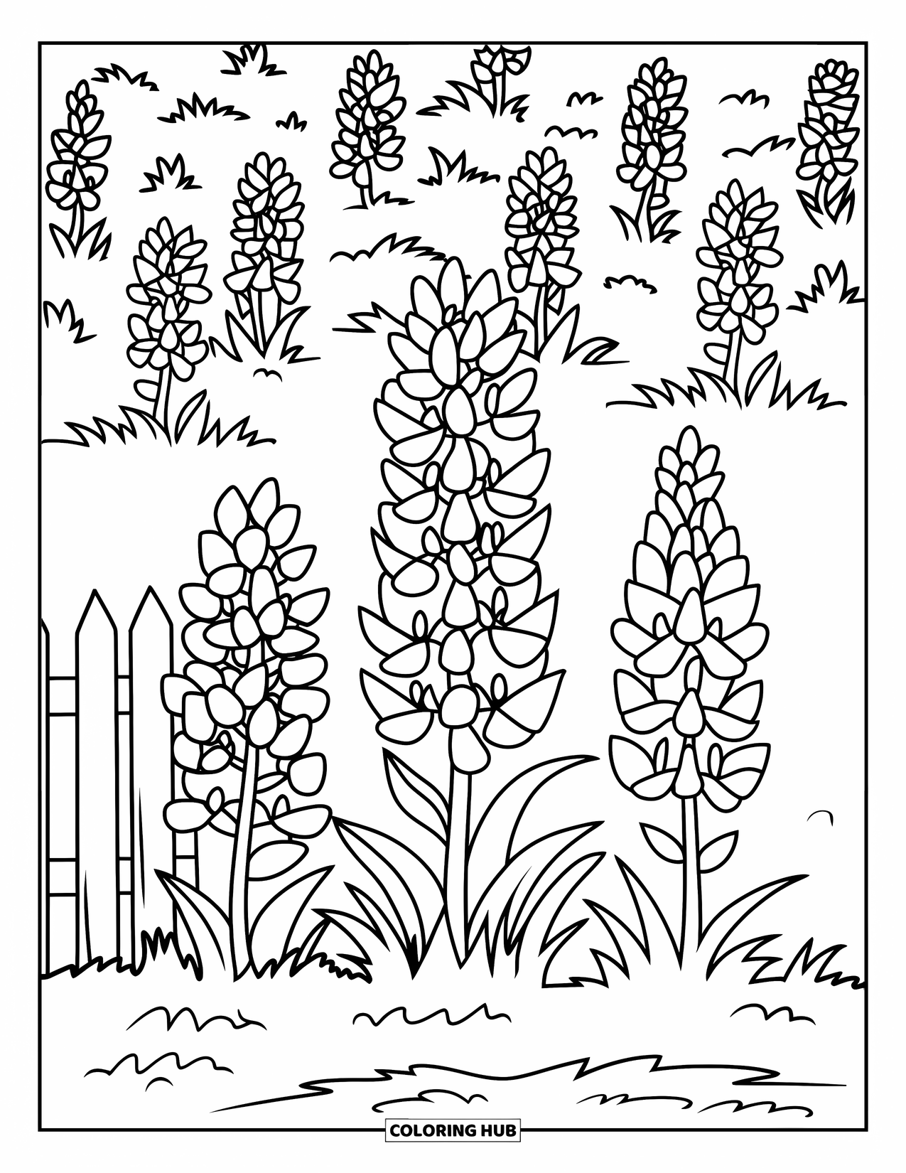 Texas Coloring Page for Kids: Three bluebonnets bloom near a wooden fence in a big field of flowers