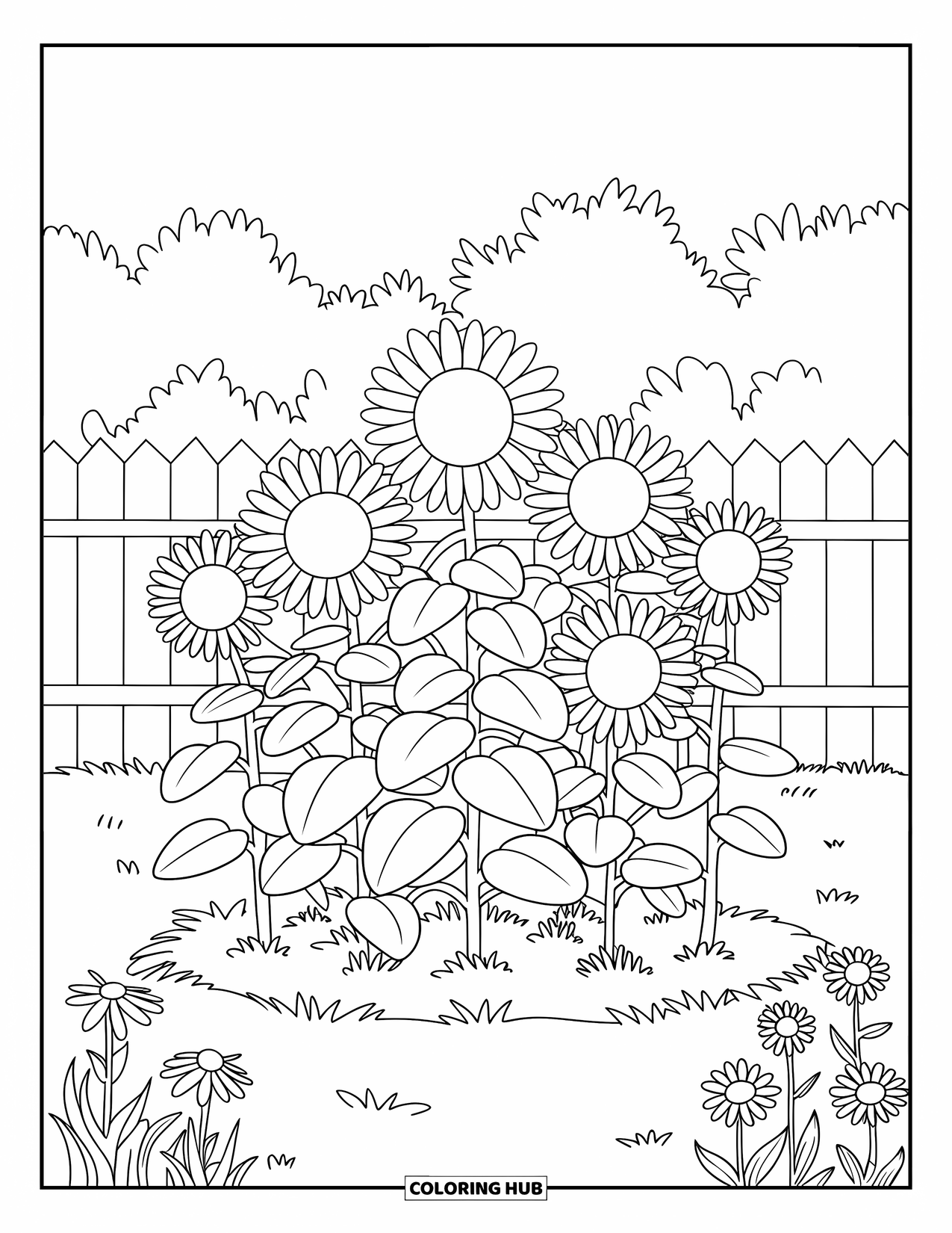 Yellow Coloring Page for Kids: A sunflower cluster grows in a garden surrounded by a fence and grass