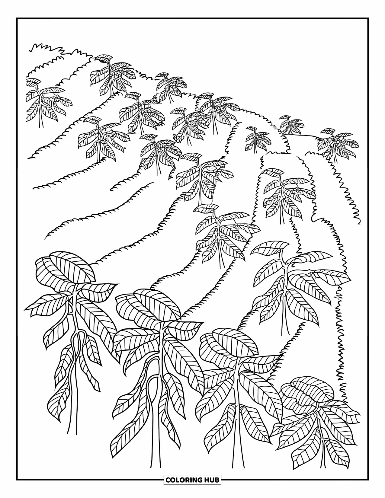 Guatemala Coloring Page for Kids: Coffee plants grow along a steep hillside trail
