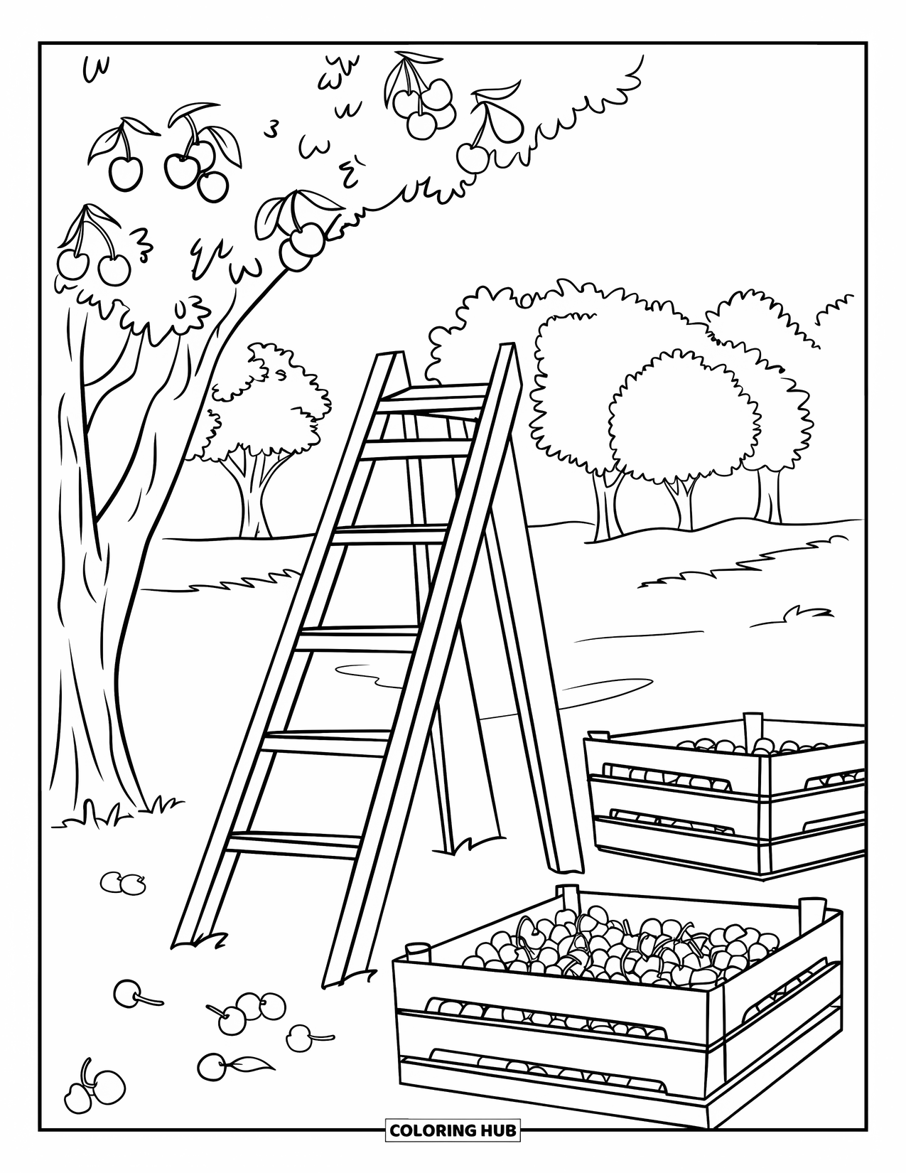 Michigan Coloring Page for Kids: Cherry orchard with ladder against a tree and crates of cherries