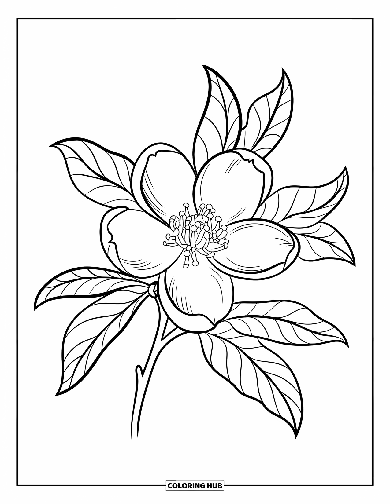 Michigan Coloring Page for Kids: Easy-to-color apple blossom with petals and leaves