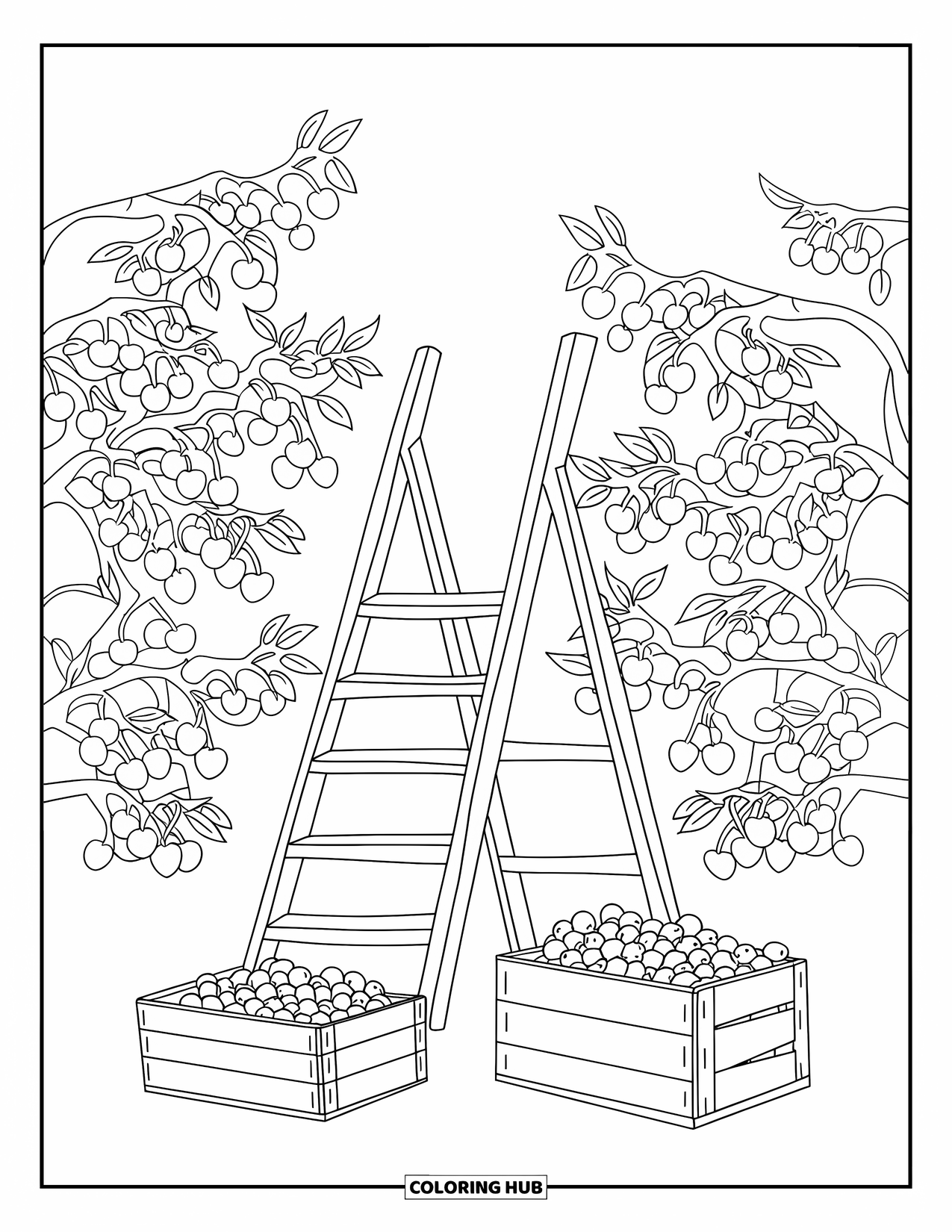 Michigan Coloring Page for Kids: Orchard scene with ladder and crates beneath cherry trees