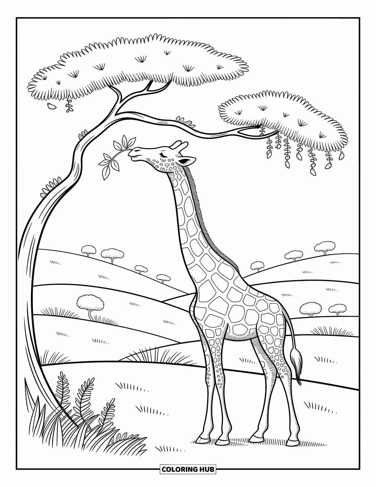 African Animals Coloring Page for Adults: A giraffe grazes peacefully on a tall branch with distant hills in the background