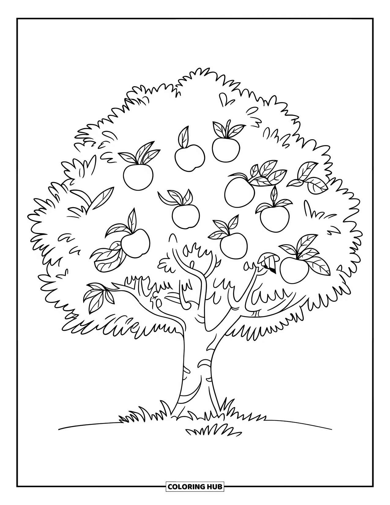 Apple Tree Coloring Page for Kids: A round-topped tree grows in the grass with apples on thick branches