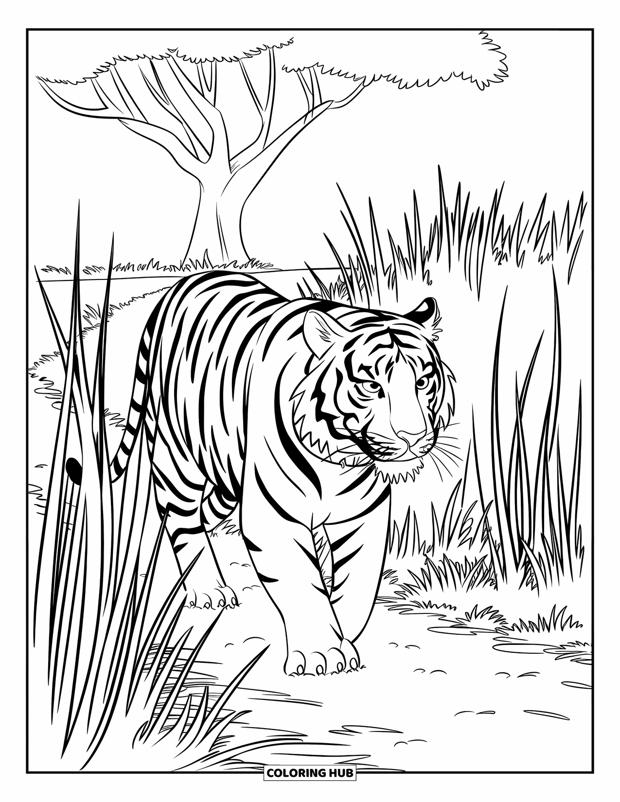 Wildlife Coloring Page for Kids: A tiger moving through long grass beneath a single shady tree
