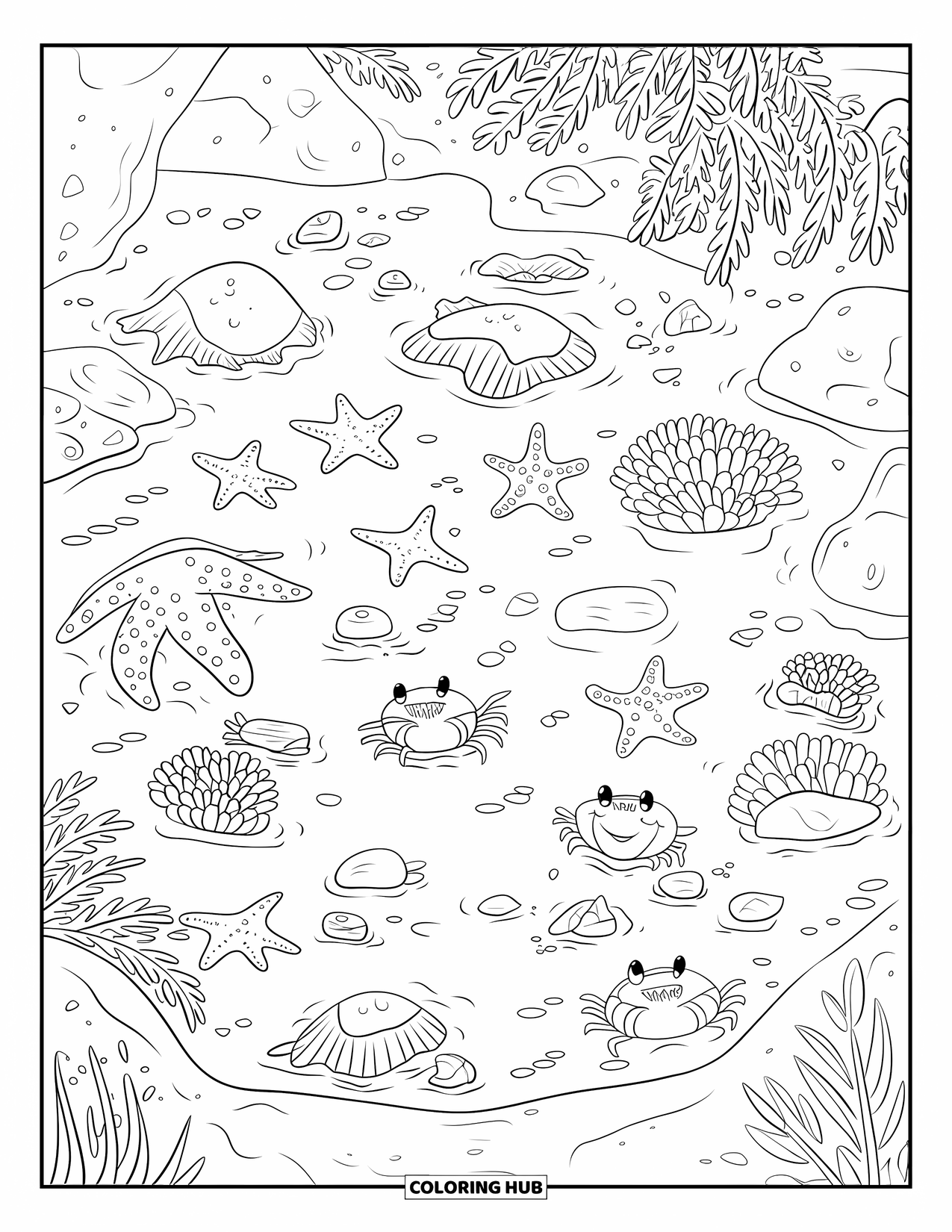 Beach Summer Coloring Page for Kids: A tiny tide pool filled with starfish, crabs, and sea anemones