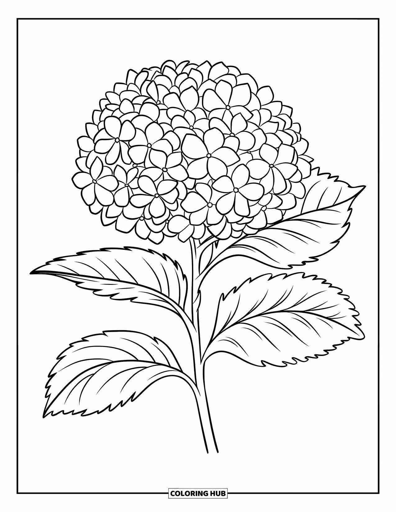 Blue Coloring Page for Kids: A blooming hydrangea with round petals and smooth green leaves