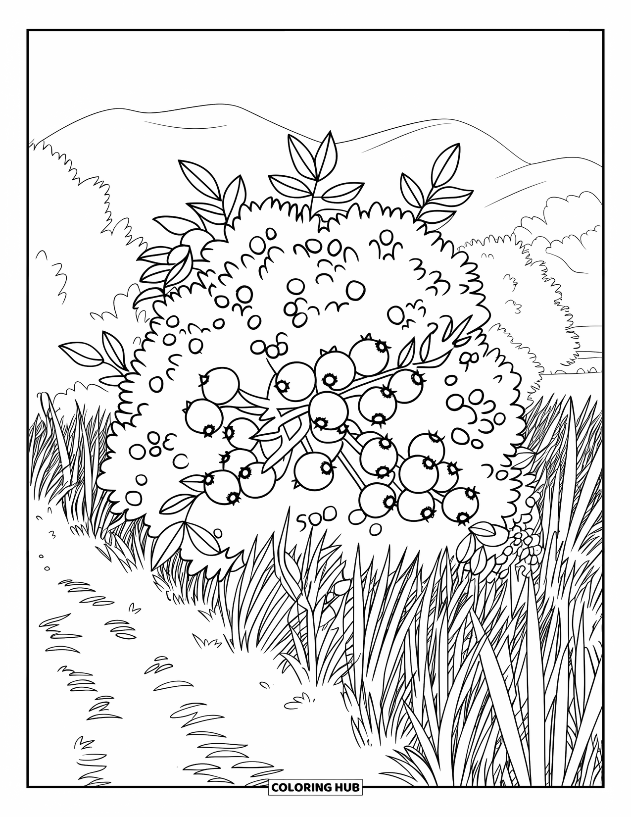 Blue Coloring Page for Kids: A blueberry bush growing along a grassy path with trees beyond