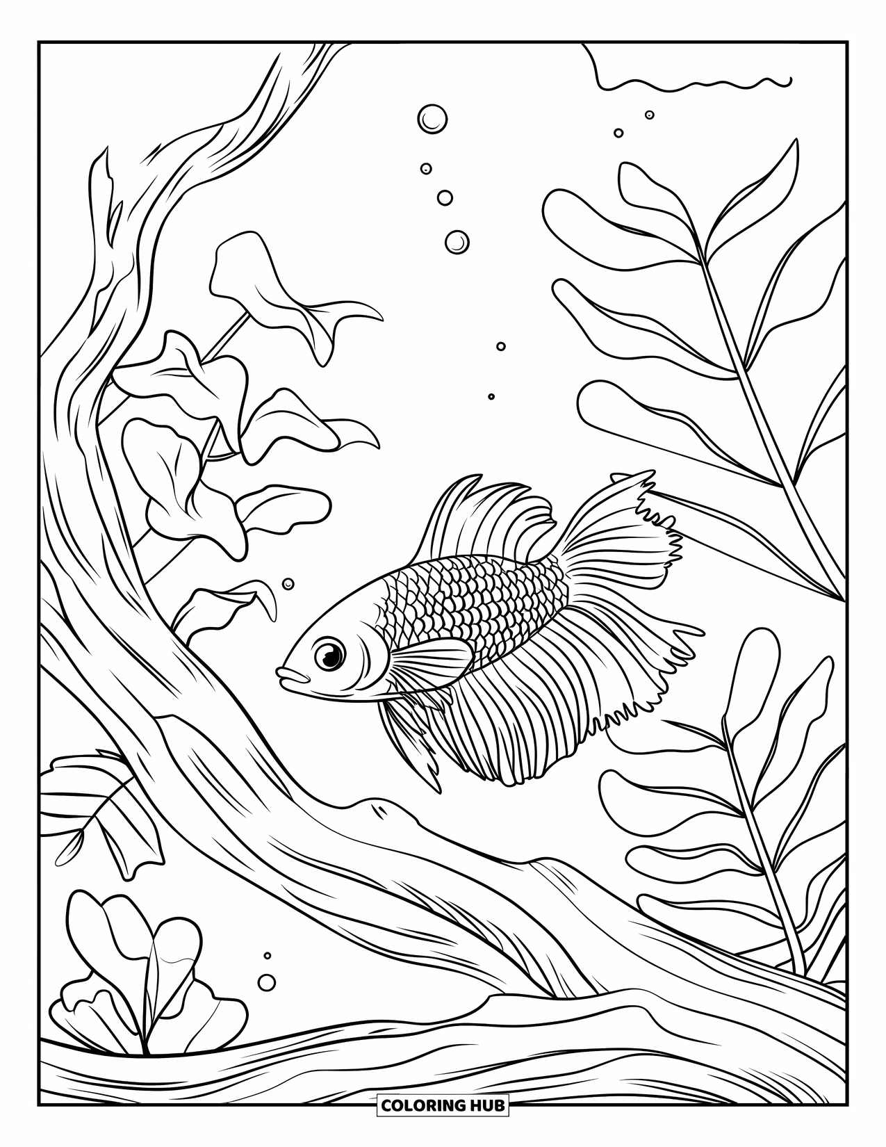 Blue Coloring Page for Kids: A flowing betta fish swimming peacefully among plants and driftwood