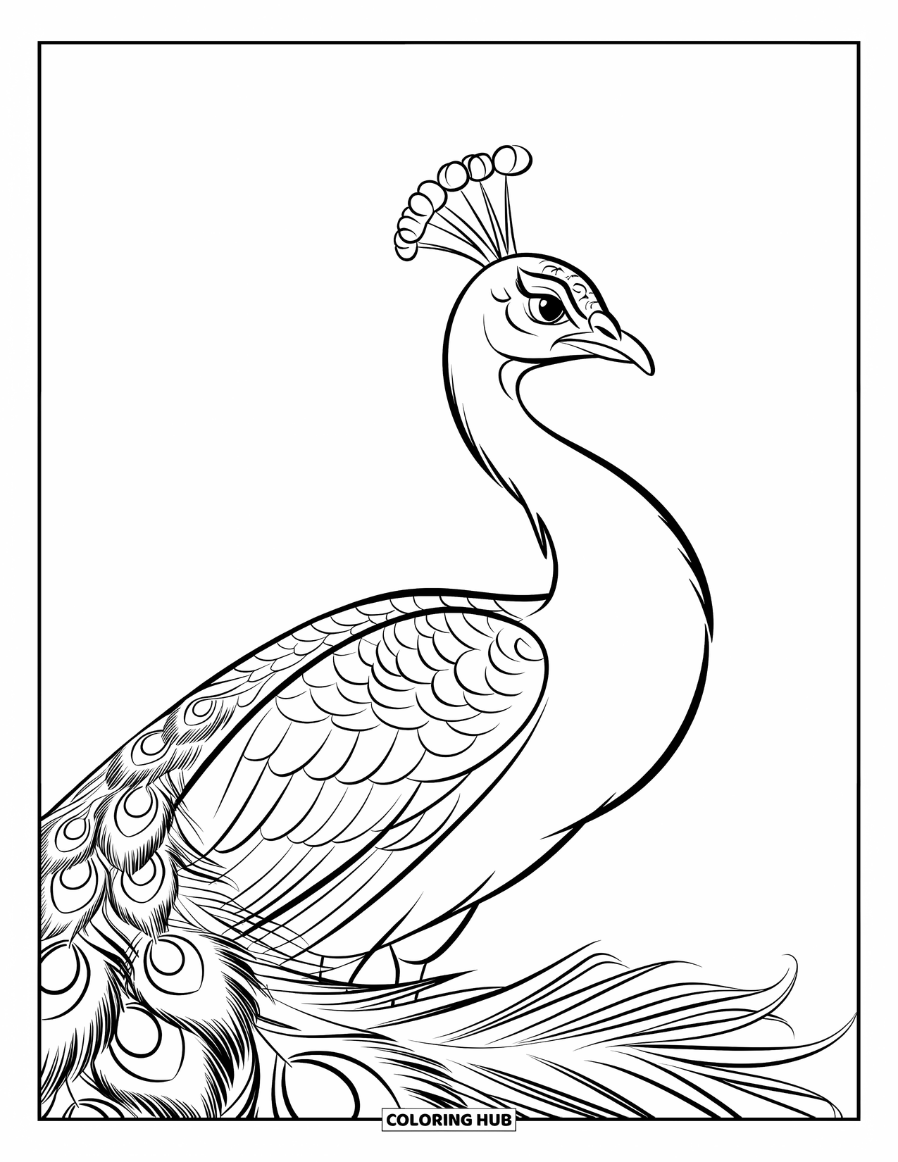 Blue Coloring Page for Kids: A graceful peacock standing tall with its tail feathers lowered