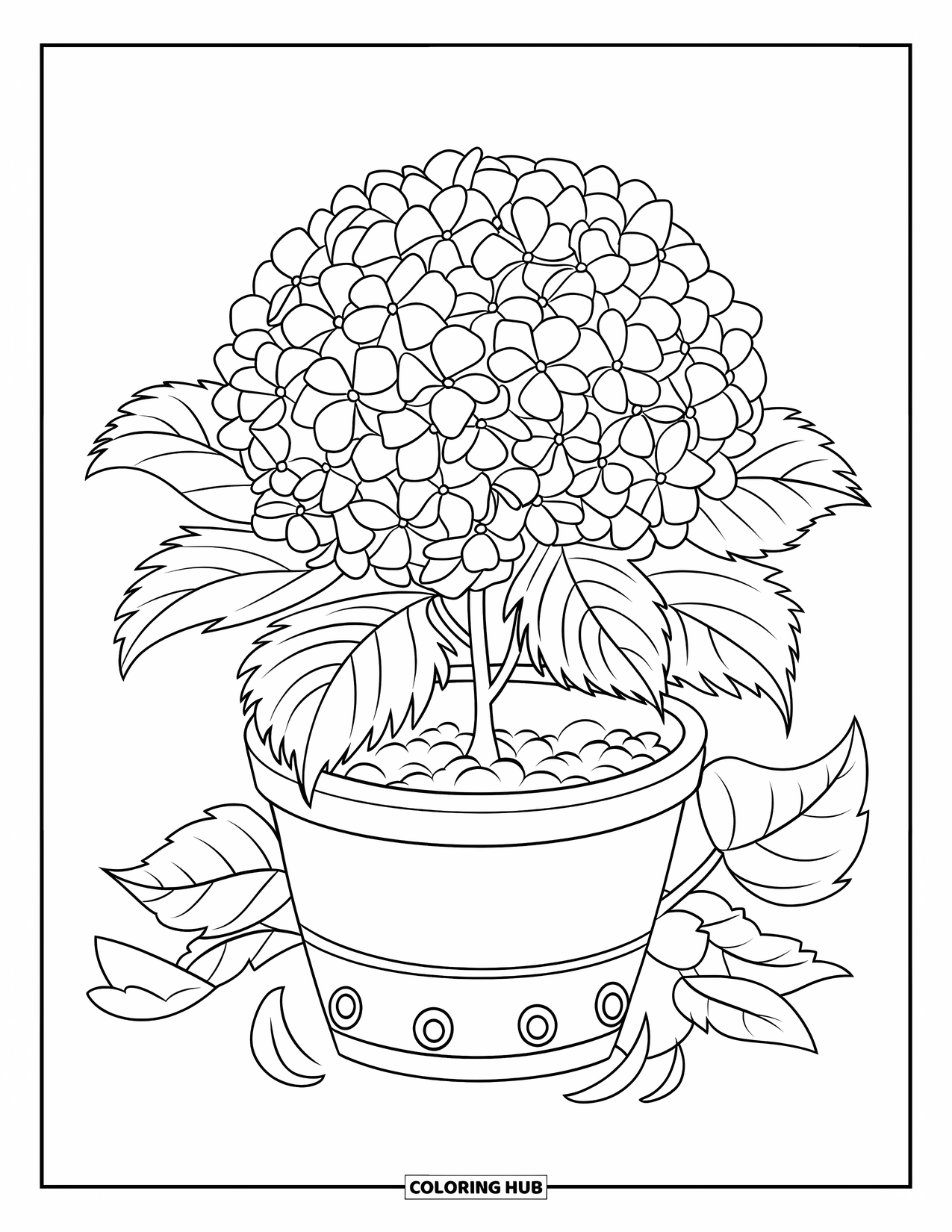 Blue Coloring Page for Kids: A potted hydrangea in full bloom with fallen petals nearby
