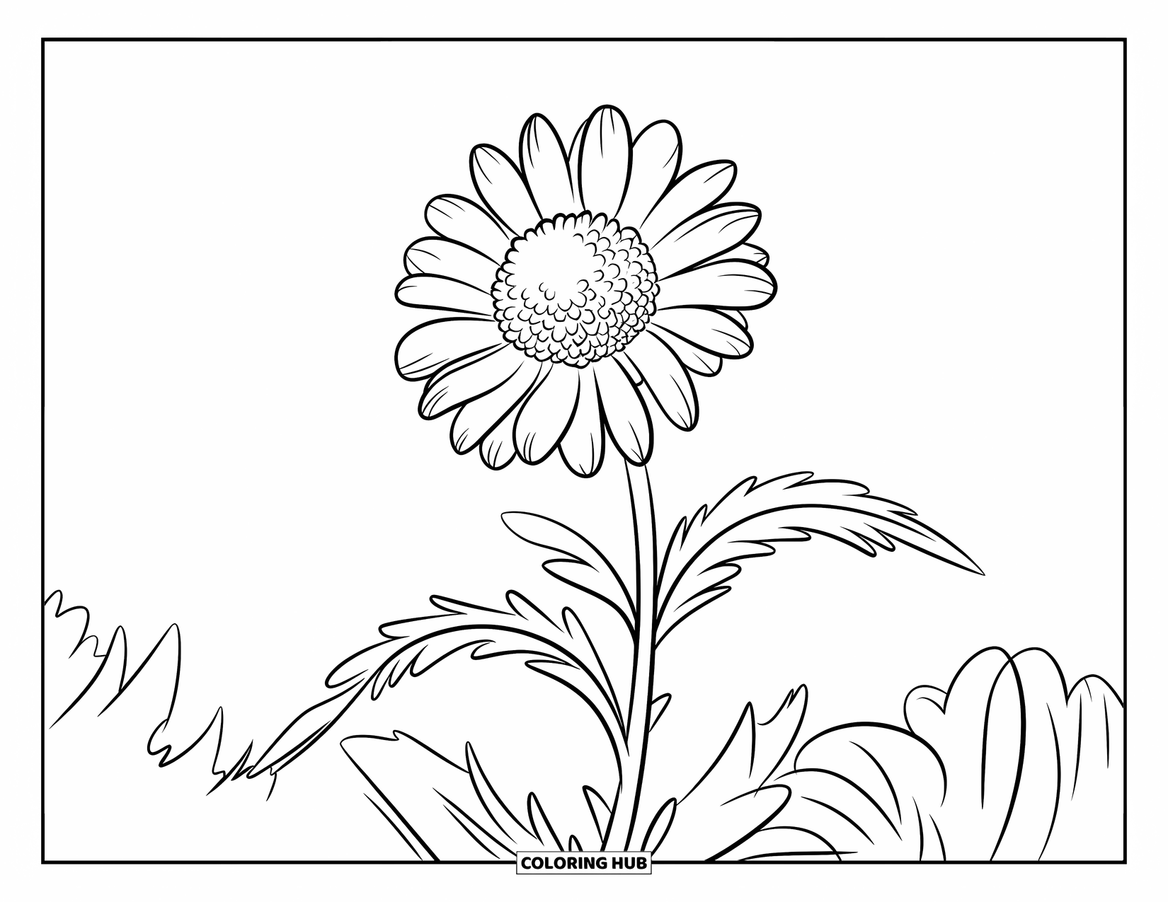 Blue Coloring Page for Kids: A single cornflower standing tall with wide, spiky petals